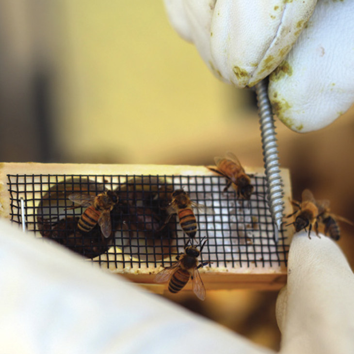 working with bees