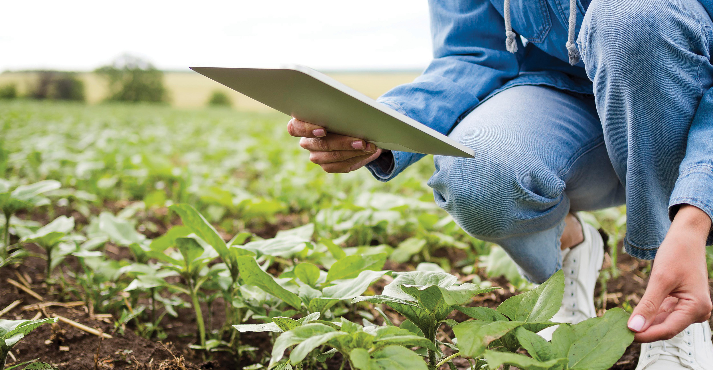 Everything is Connected: Foltz's research investigates interplay between farming practices and the environment