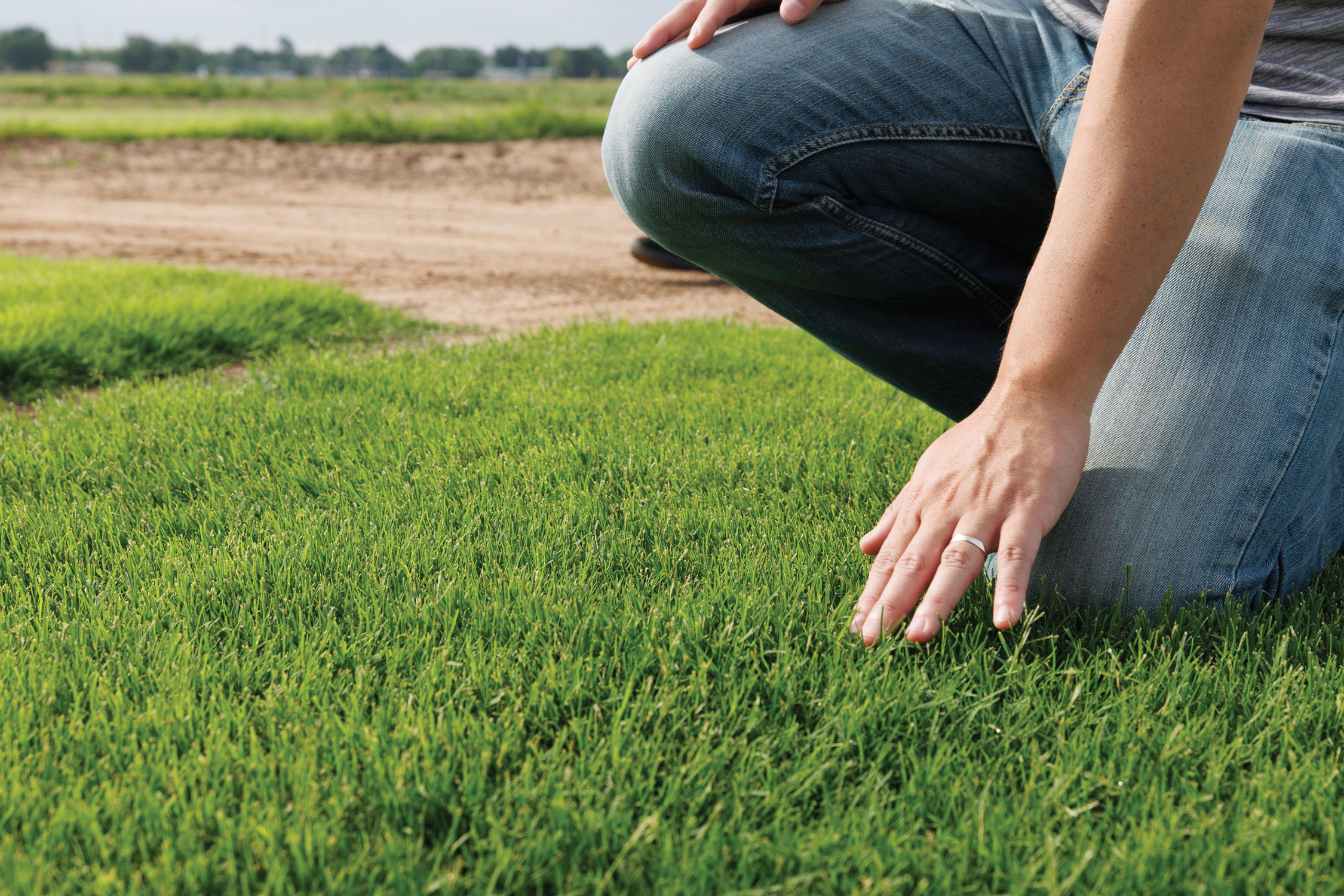 A person kneeling down feels OSU's latest turfgrass Endarra 81