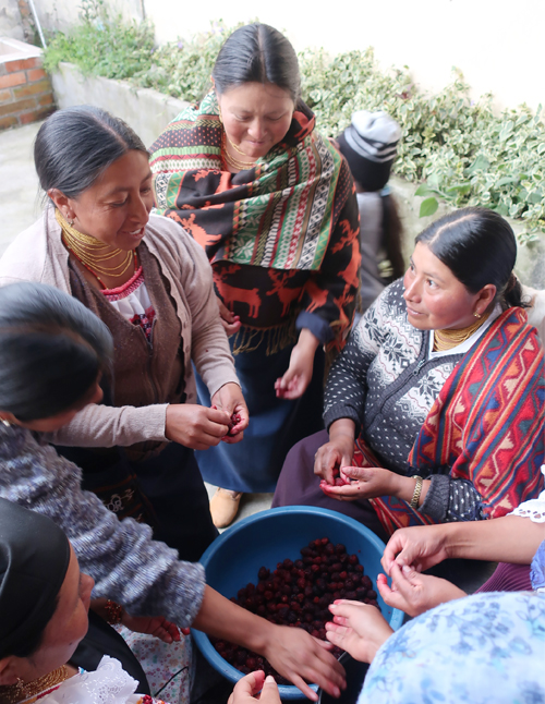 Women learn about food preservation