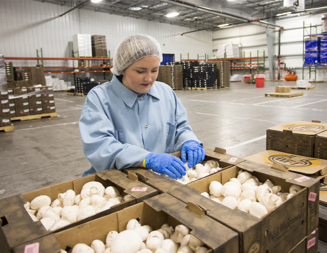 Elroy inspects mushrooms for J-M Farms in Miami, Oklahoma.