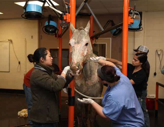 The veterinary care provided by faculty and staff members as well as fourth-year veterinary students included gentle washing daily to remove unhealthy skin, wrapping open wounds, breathing treatments to treat smoke inhalation and managing pain levels.