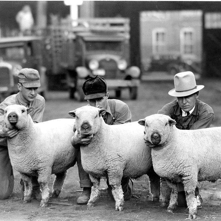Sheep at a judging show