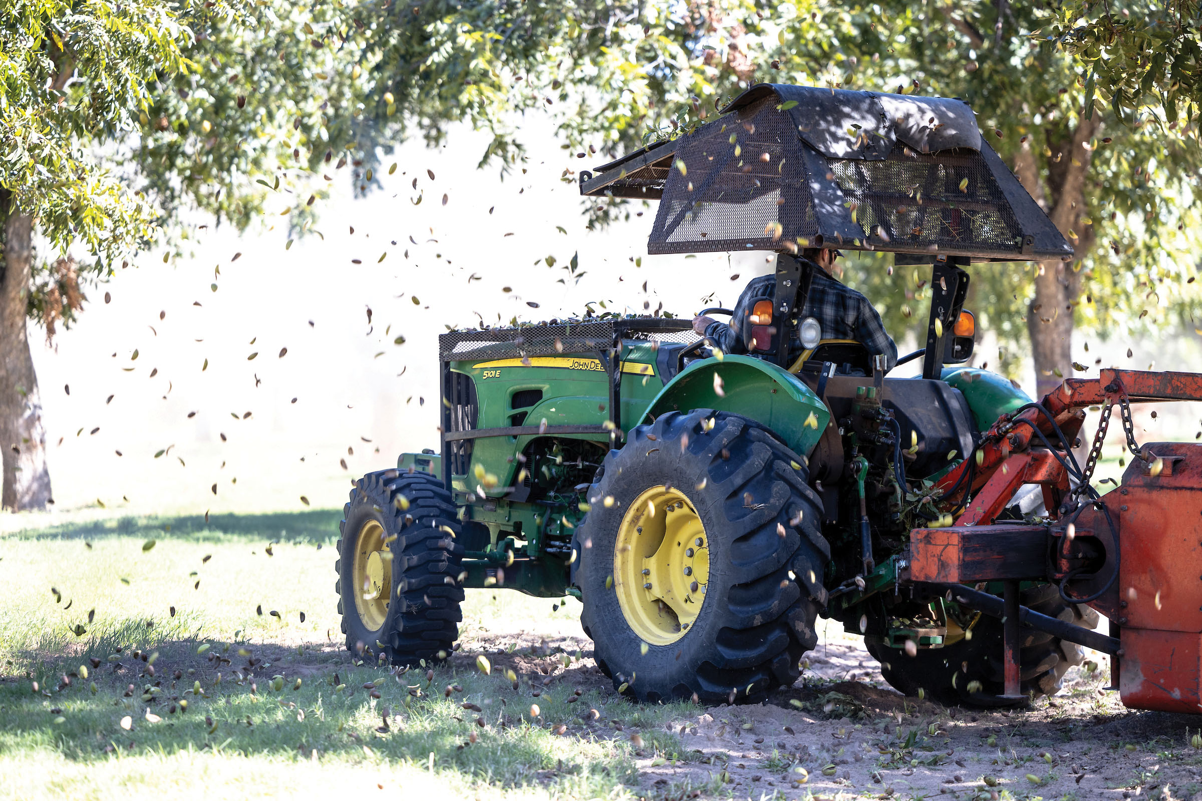 An OSU Agriculture staff member harvests pecans with a tree shaker at the Cimarron Valley Research Station in Perkins, Oklahoma.
