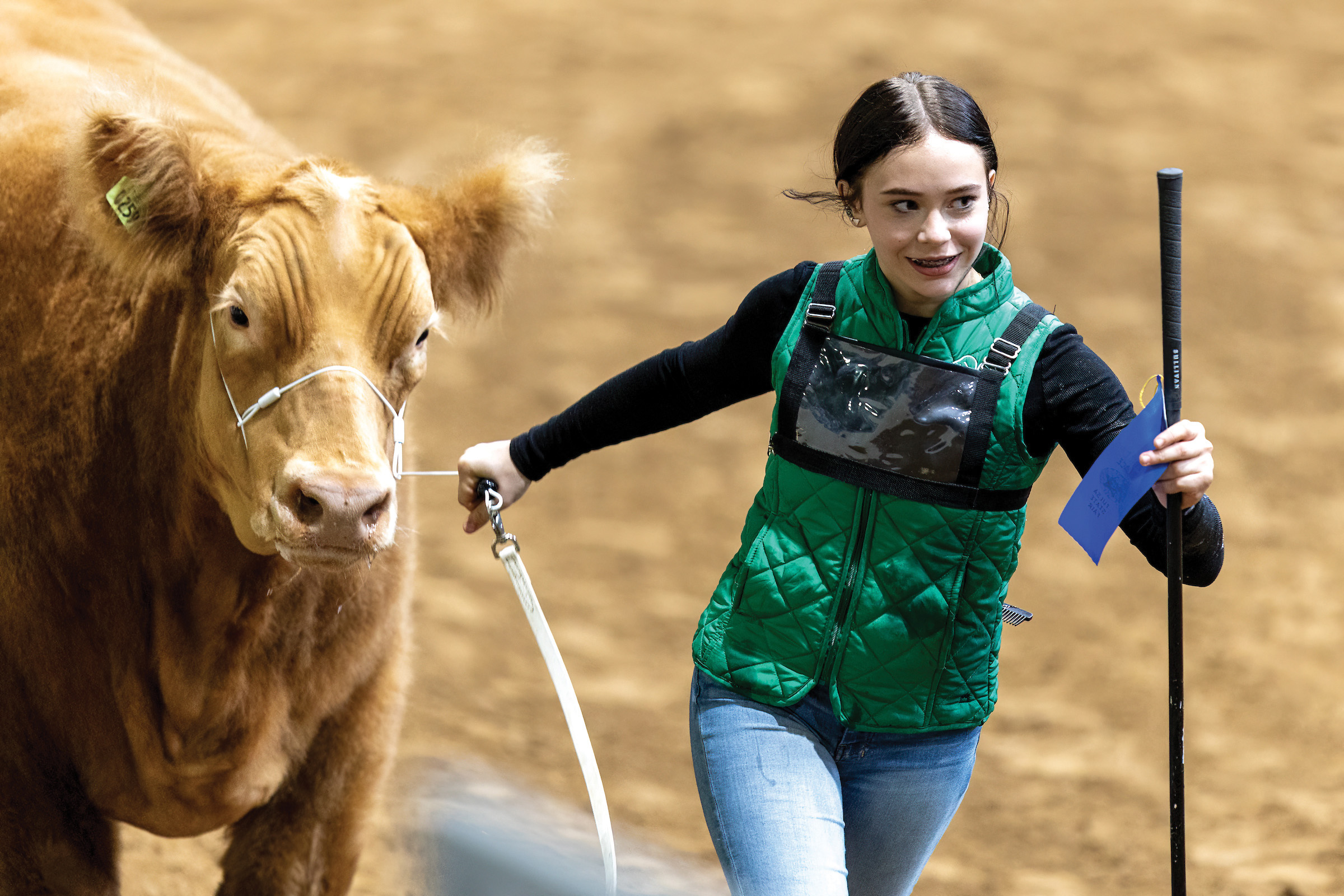 An Oklahoma 4-H member exits the show ring after exhibiting her market steer and winning a blue ribbon at the Tulsa State Fair.