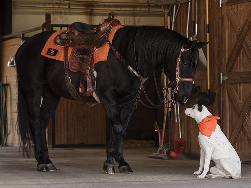 Bullet and Daisy A black horse with a brown saddle and orange blanket stands inside a stable, facing a white dog with black spots sitting on the ground. Both animals wear orange bandanas.