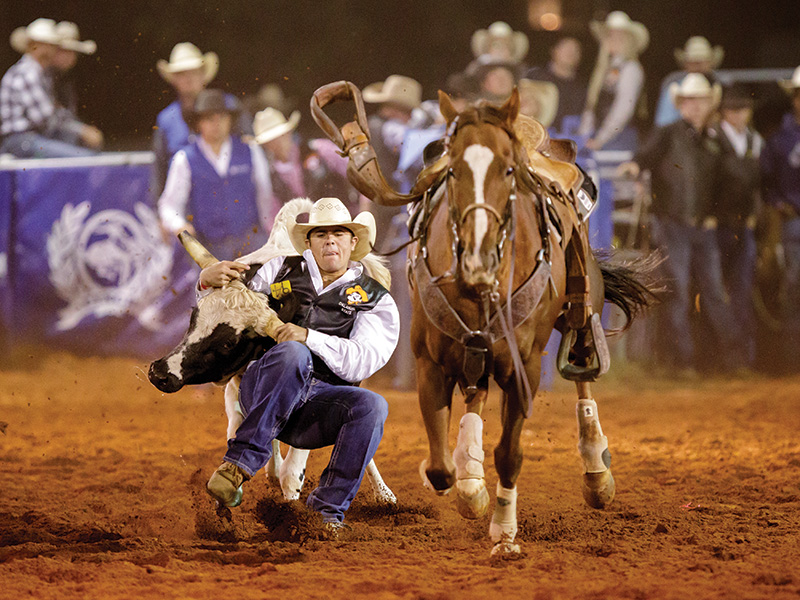 Cowboy Stampede A rodeo scene showing a cowboy in a white hat, blue jeans, and black vest wrestling a calf to the ground while riding a brown horse with white markings. Spectators in western attire watch from behind a fence in the background.