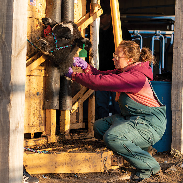 A person in green overalls and a red hoodie kneels beside a calf restrained in a yellow metal chute. The person holds the calf's head, which is fitted with a rope halter and an ear tag. The setting appears to be agricultural or veterinary.