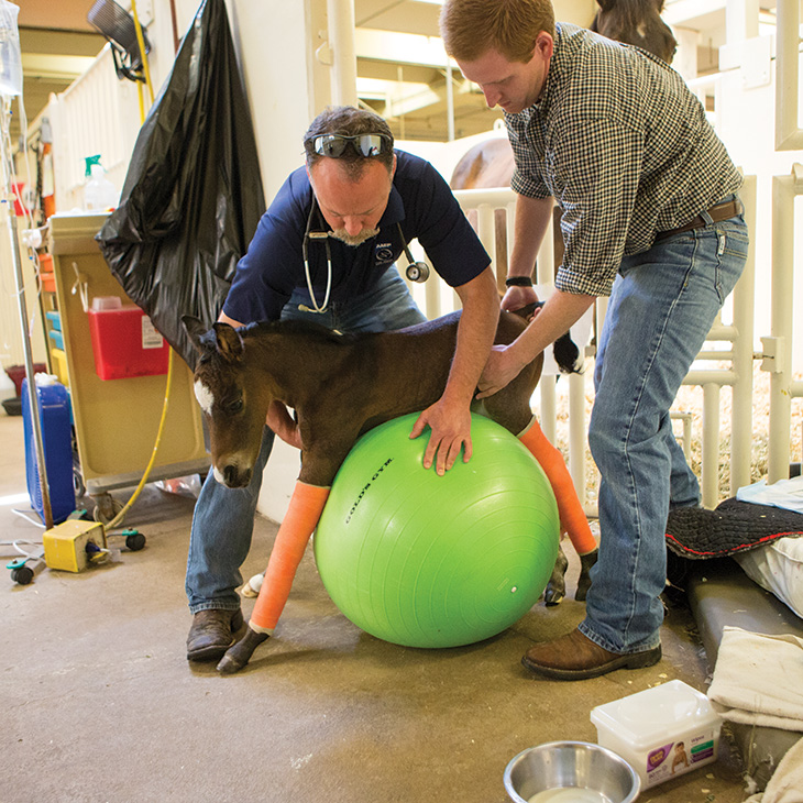 Two individuals assist a foal with orange bandages on its legs as it balances on a large green exercise ball in a veterinary clinic. Medical and cleaning supplies are visible in the background.