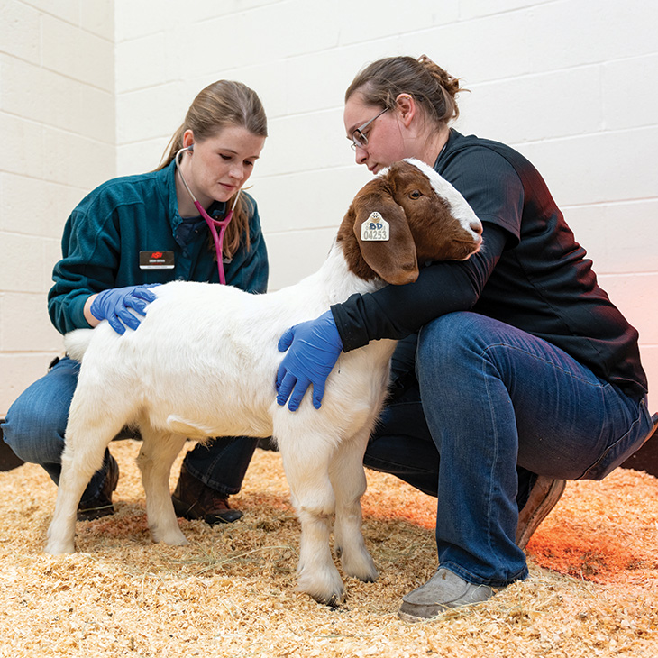Two individuals examine a white goat with brown head markings in an indoor setting. One uses a stethoscope to listen to the goat's chest while the other holds it steady. 