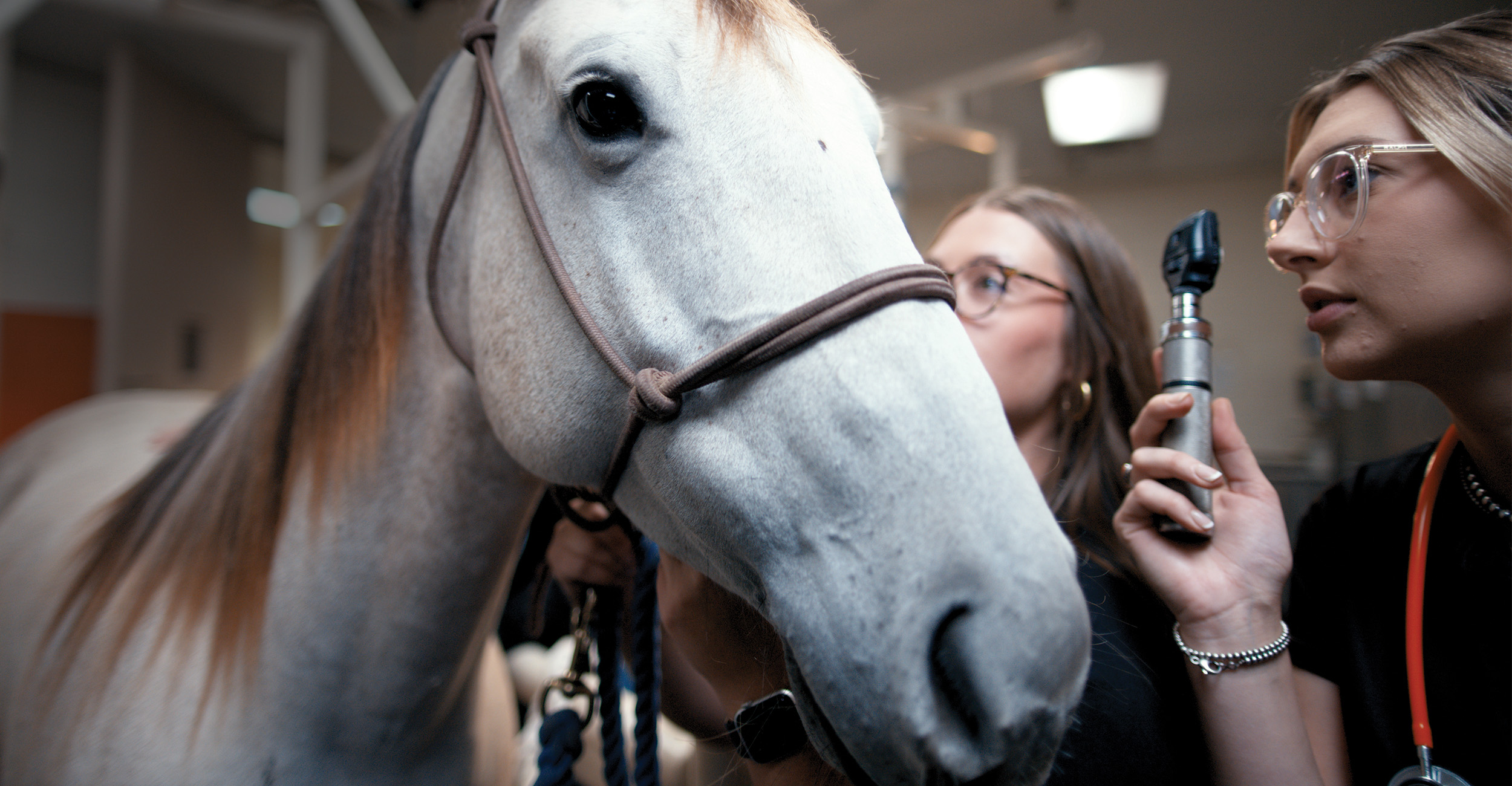 A close-up of a white horse wearing a brown bridle, standing indoors. One person holds the horse's lead rope while another uses an otoscope to examine the horse's eye. The background includes indoor lighting and walls.