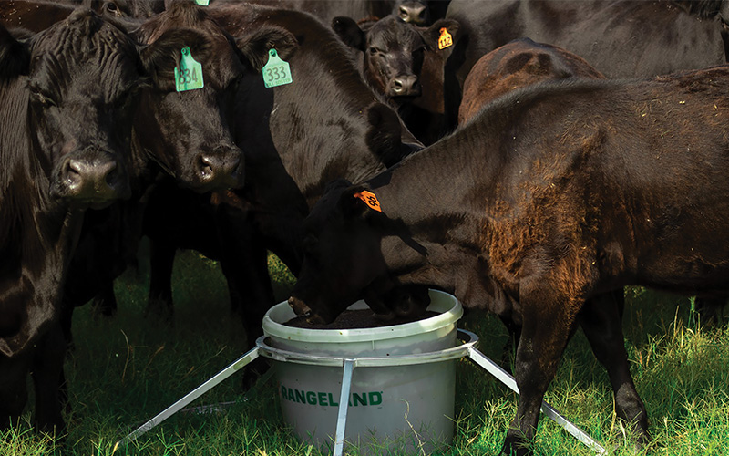 Group of black Angus cattle with numbered green and orange ear tags gathered around a white feed tub labeled ‘RANGELAND’ on green grass.