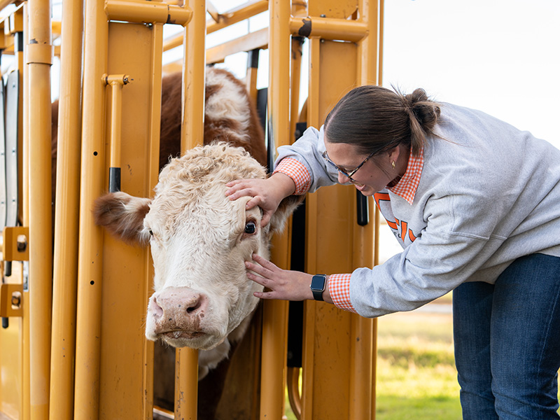 A person examines a cow restrained in a livestock chute, gently checking the animal’s eye during a hands-on cattle handling activity.
