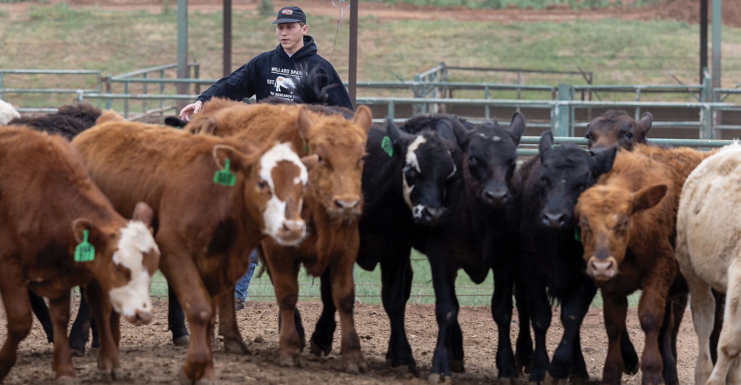 Beef Center of Excellence key to securing future of beef industry
