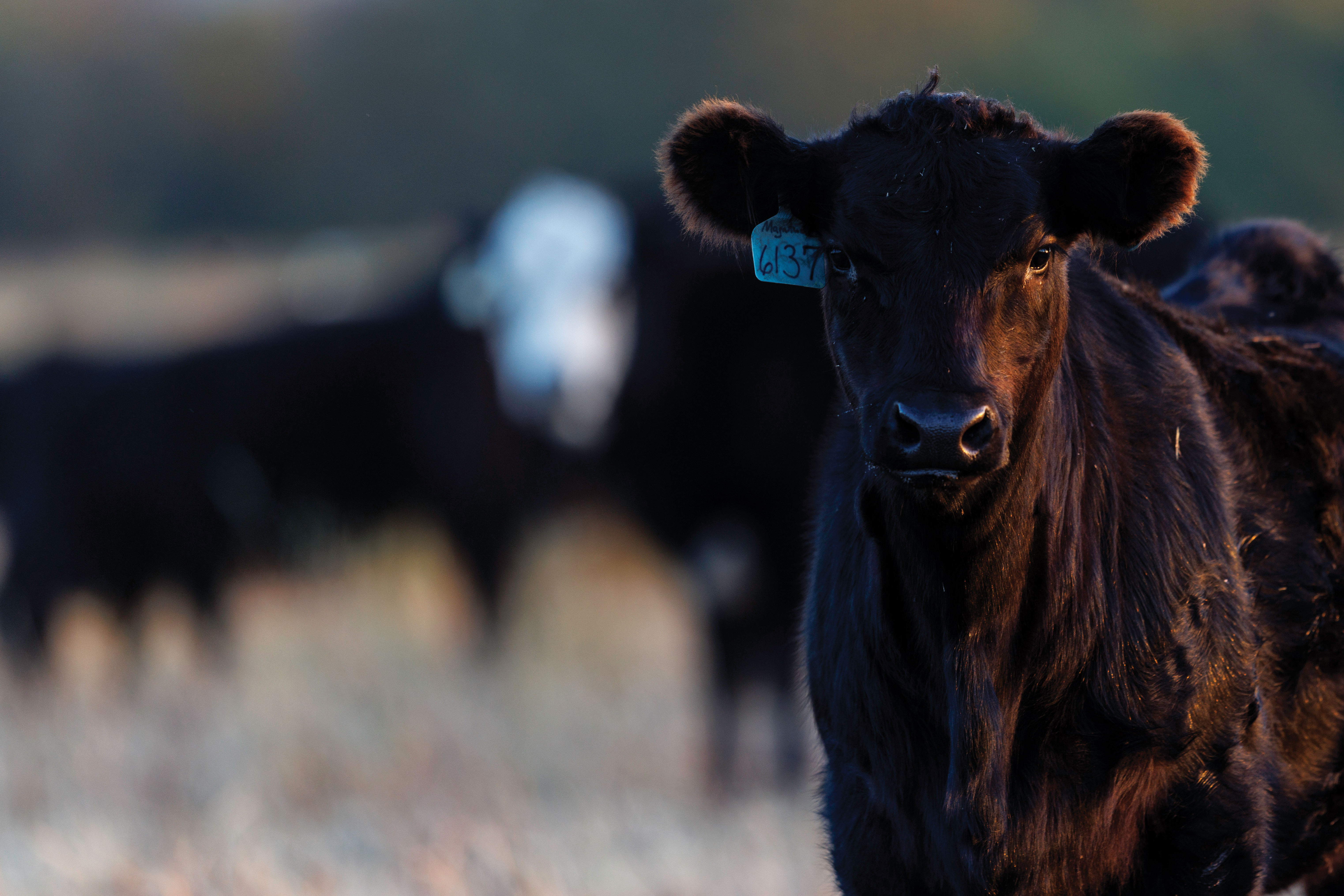 a black colored calf stands in a pasture looking at the camera