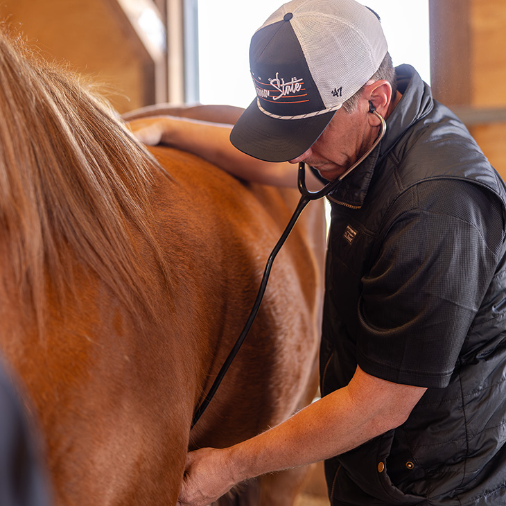 A veterinarian listens to a horse’s heartbeat with a stethoscope inside a barn, illustrating hands-on equine health care.