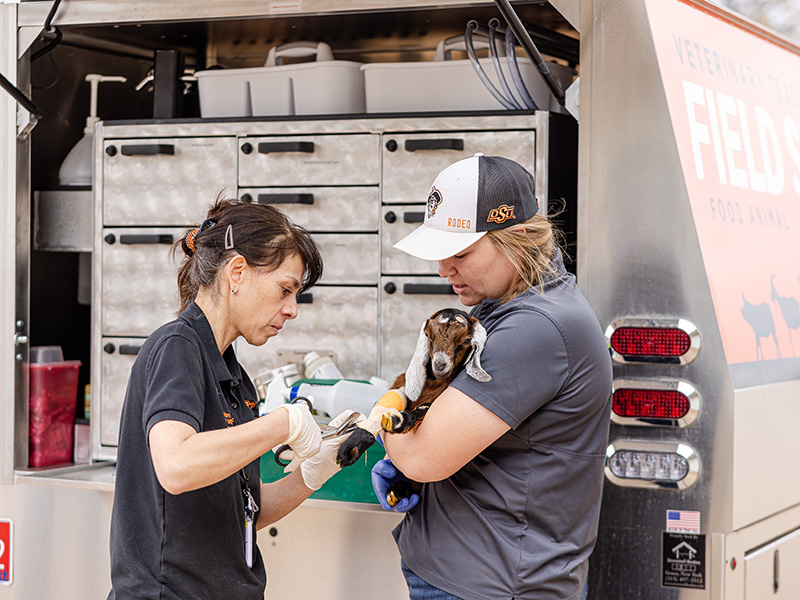 A person administers care to a small goat while another person holds the animal beside an Oklahoma State University veterinary field service truck outfitted with medical supplies.