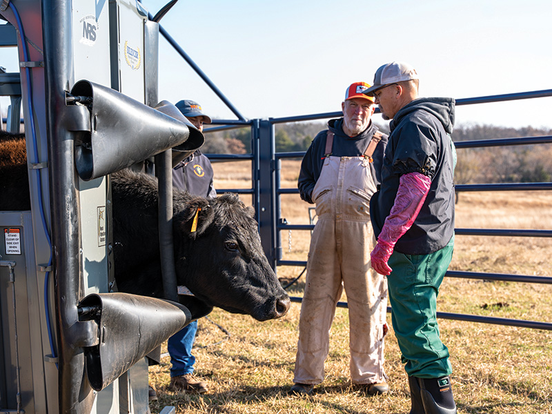 Three people stand beside a cattle chute examining a cow’s head inside the equipment in a fenced pasture, illustrating hands-on livestock veterinary care.