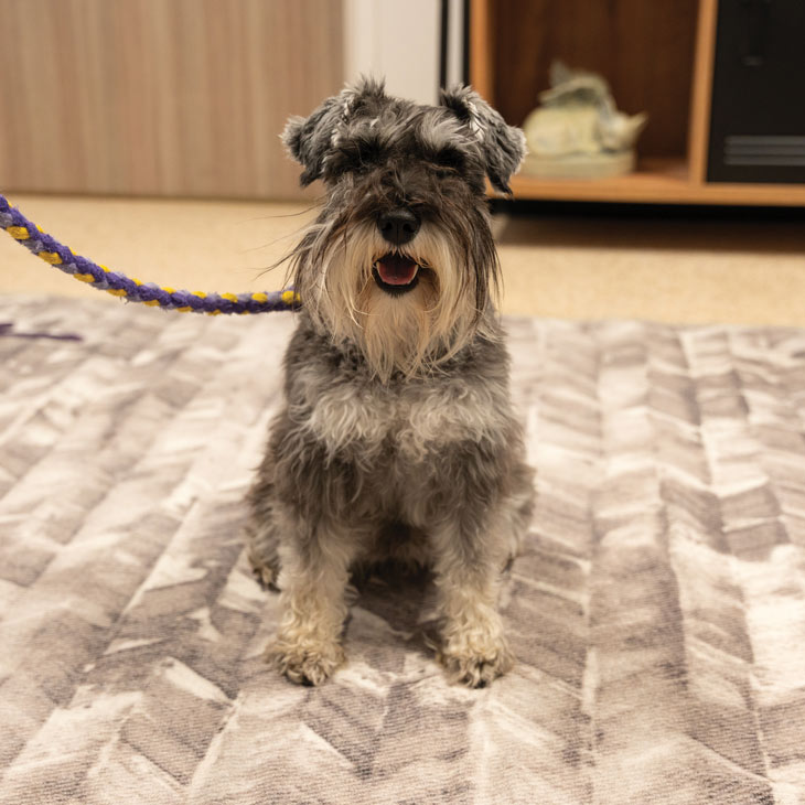 Daisy, a 2-year-old mini-Schnauzer, was referred to the Behavior Service to treat her anxiety