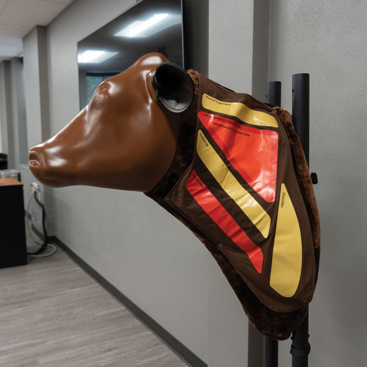 Students can study important cattle skills by using this life size teaching component.