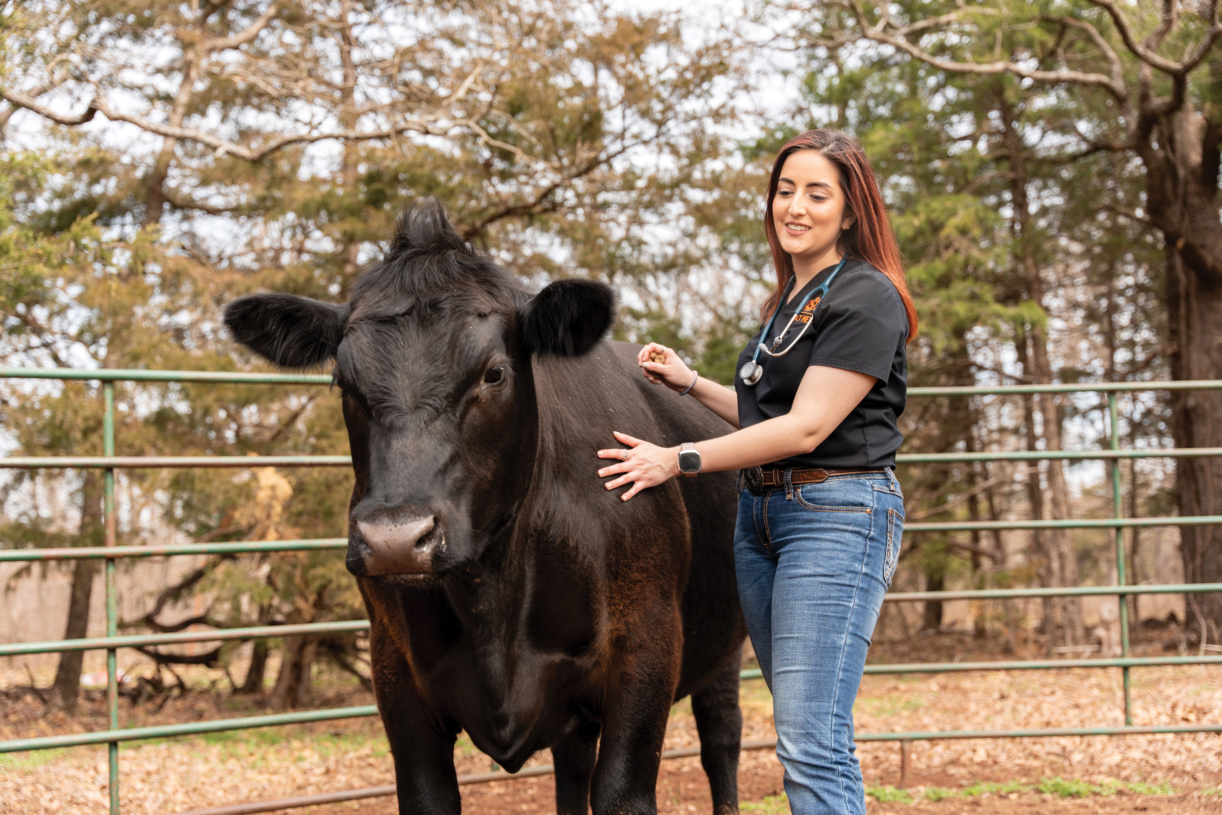 a female vet student examines a cow in a pasture