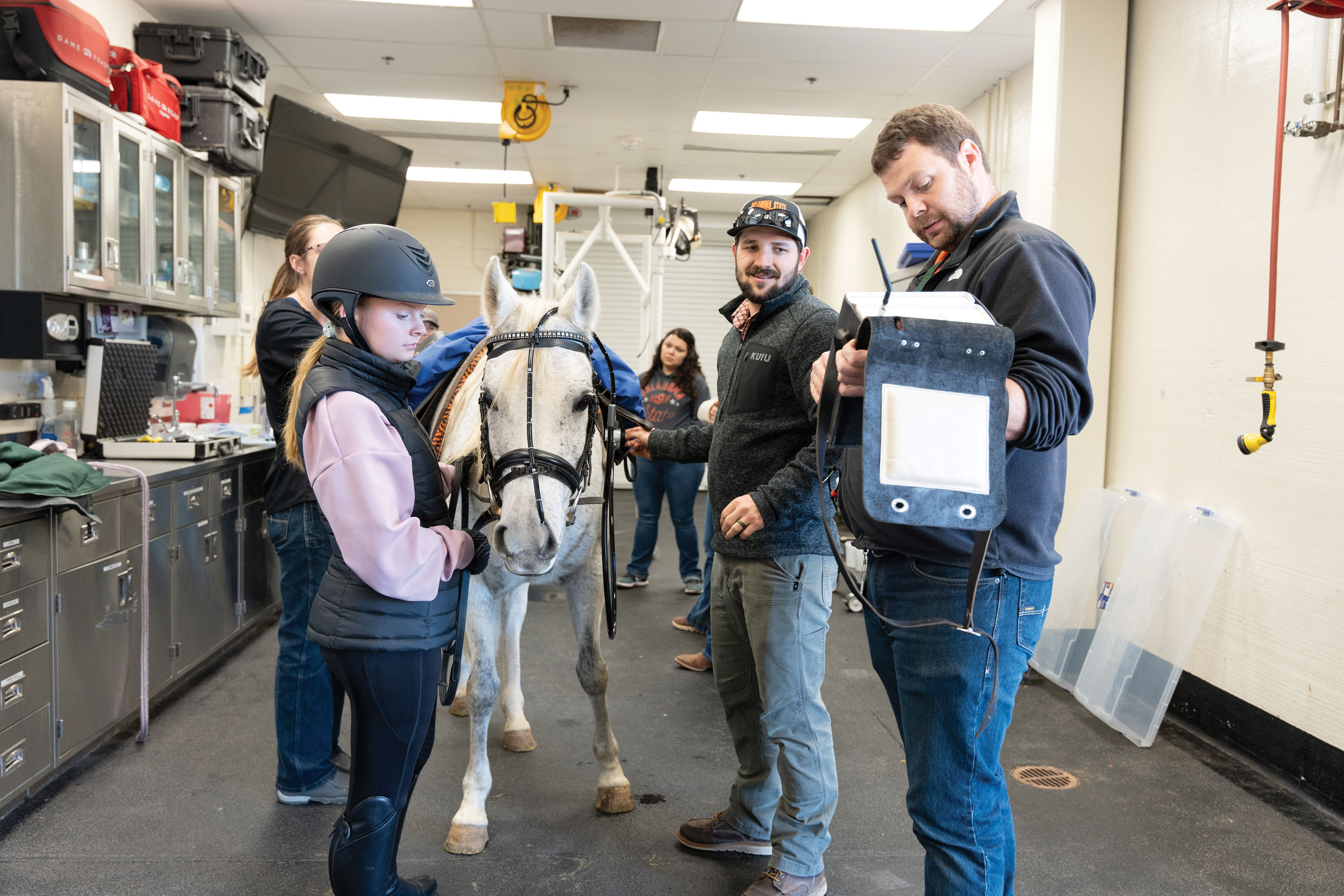 vets examine a horse