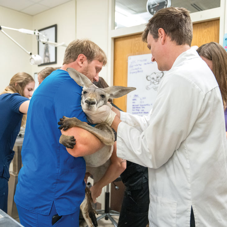 Zoo medicine team works together to hold Ozzie the kangaroo while drawing his blood.