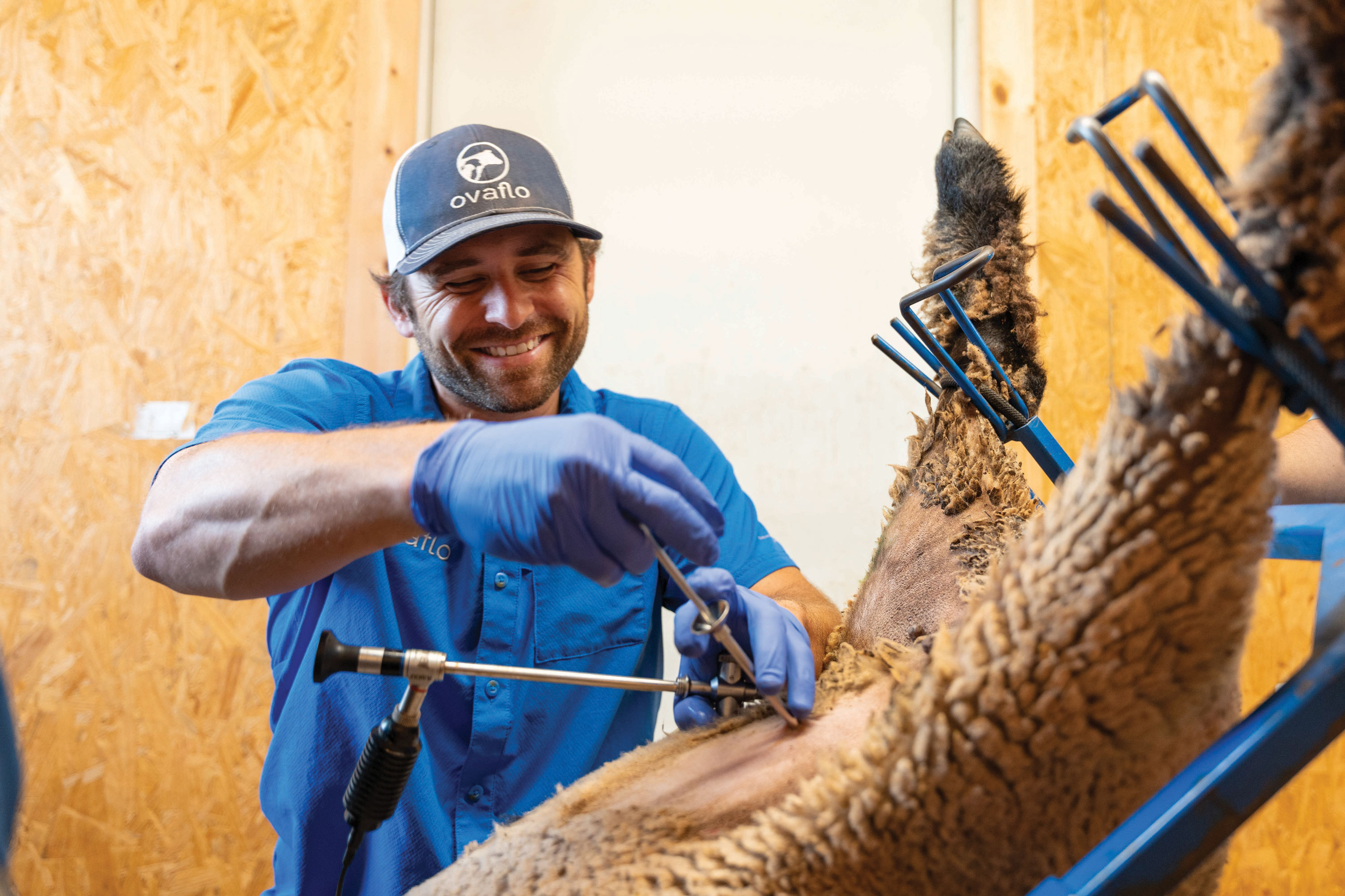 Dr. Jason Anton performs a laparoscopic artificial insemination on a sheep.