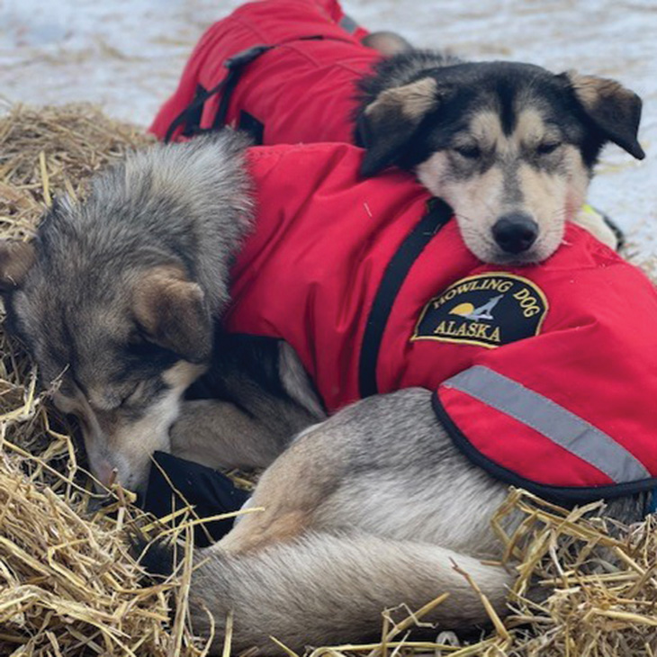 Two sled dogs wearing bright red coats labeled “Working Dog Alaska” are lying on a bed of straw outdoors in a snowy setting. One dog is curled up resting, while the other is partially visible behind it.