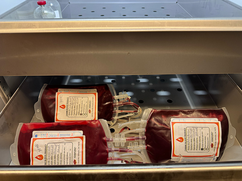 Three blood bags filled with dark red blood stored inside a stainless steel refrigeration unit. Each bag has a white label with printed details and attached tubing.