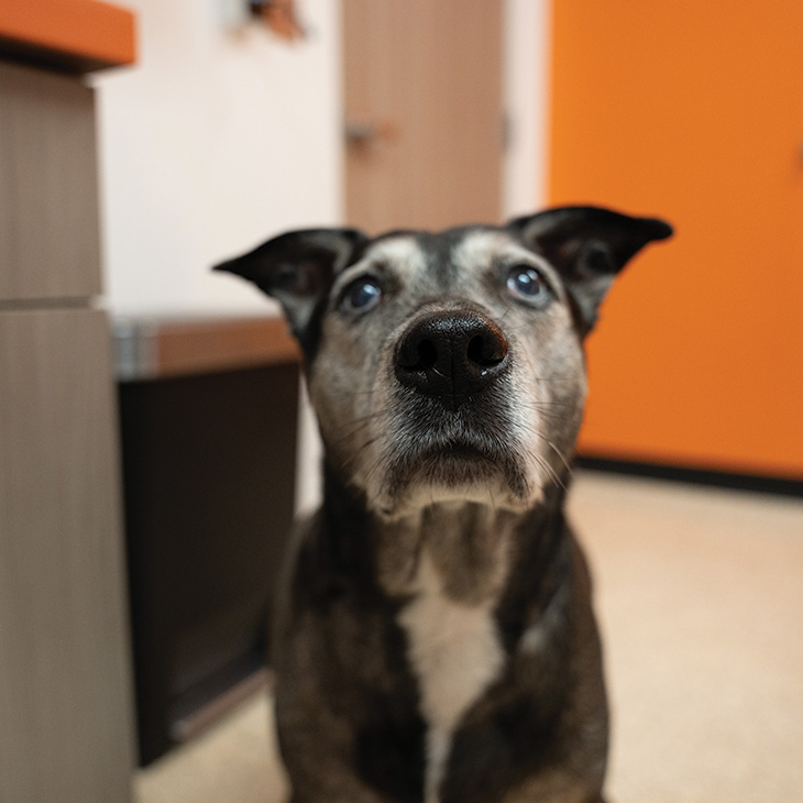 A close-up of a black and gray dog with white markings on its chest, sitting indoors on a light-colored floor. The dog is looking directly at the camera with ears perked, and an orange wall is visible in the background.