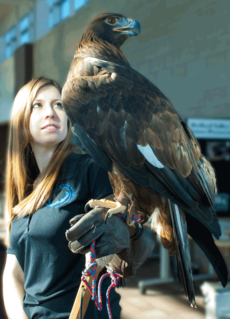 Megan Judkins holding an eagle