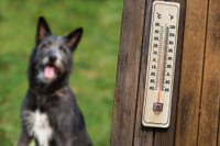 Tale steps to safeguard your pets this summer.