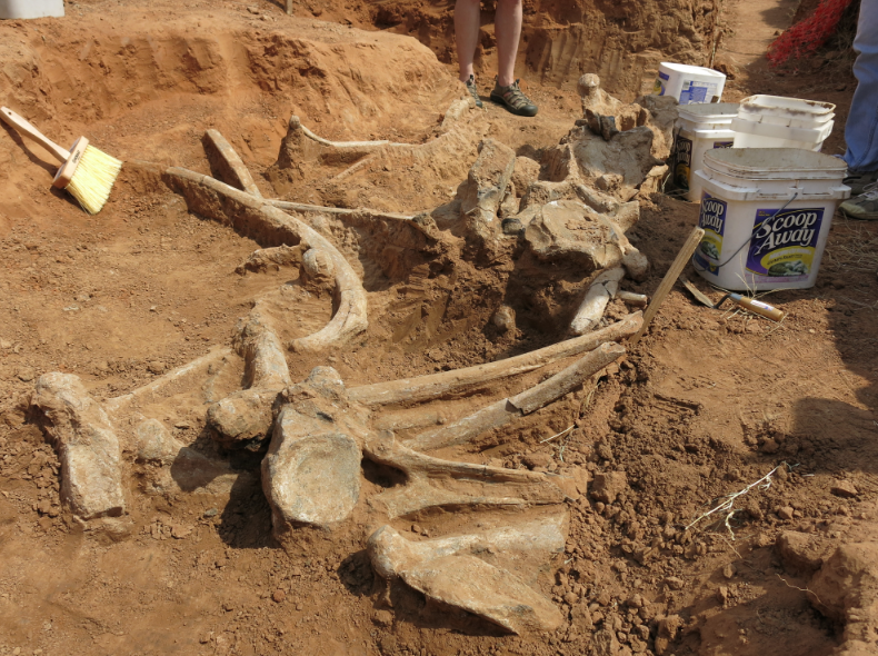 Mammoth remains revealed after a weekend of excavations by OSU students, researchers.