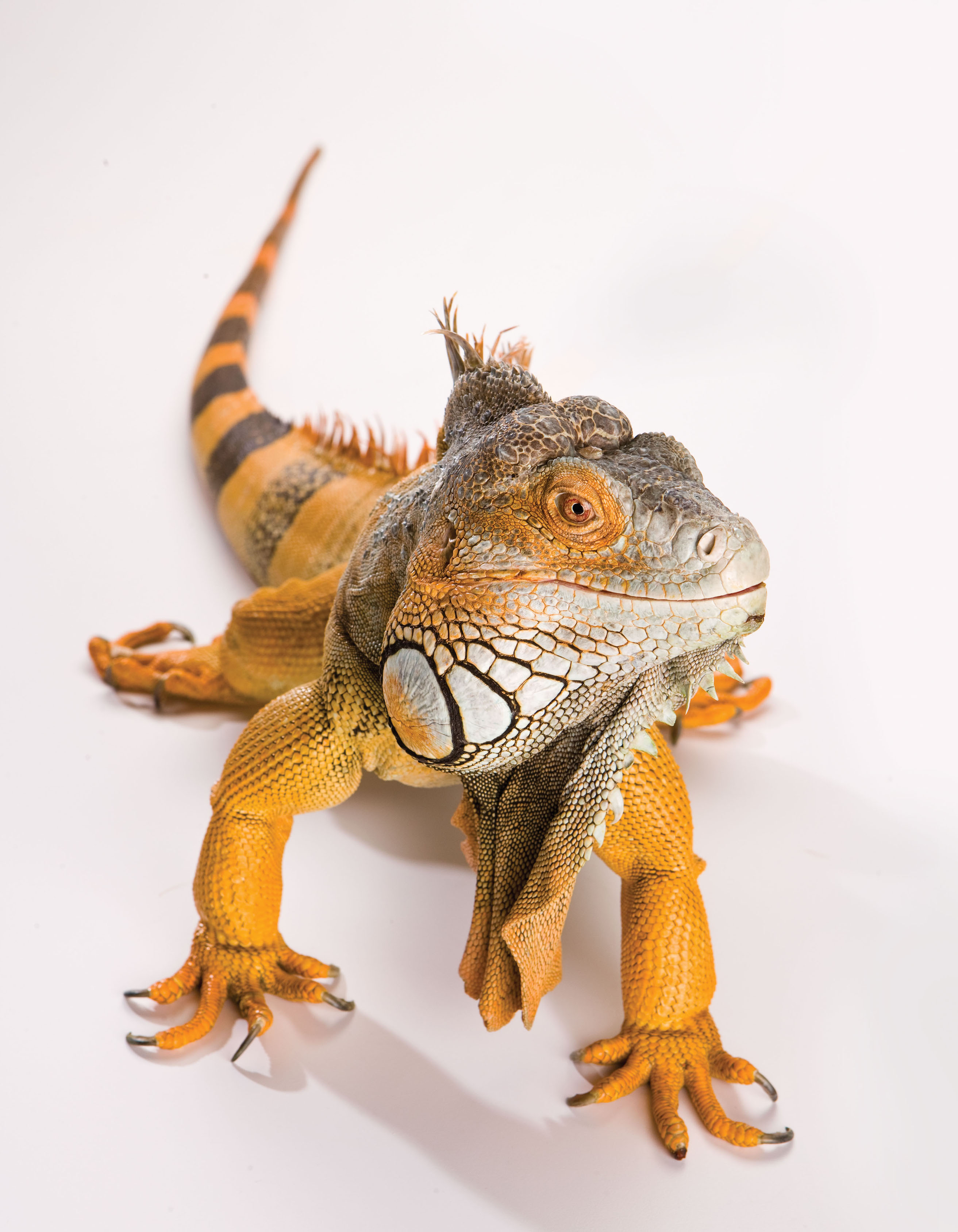 Like his namesake, Elvis the Iguana is a charismatic celebrity whole unique performances captivate young audiences around the state. As both an artist and a zoological phenomenon, Elvis embodies the inclusiveness of the college that is home to 24 art and science disciplines.