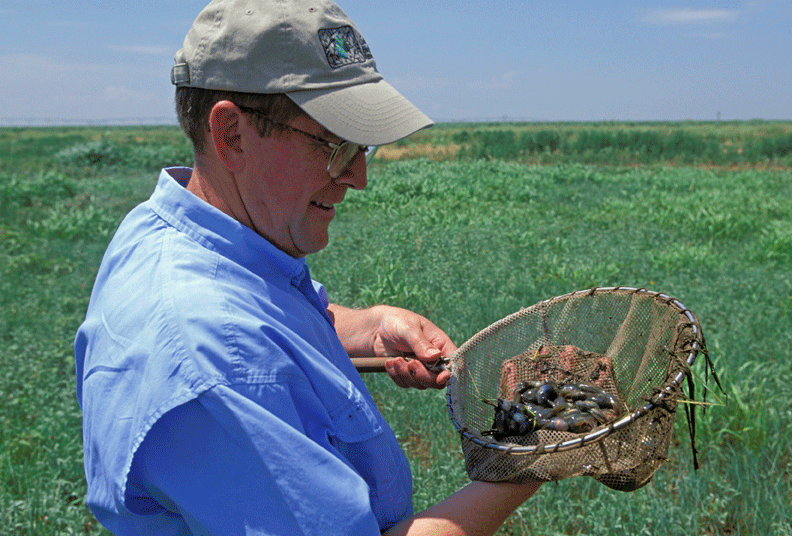 Professor Loren Smith in the field examining spadefoot toad