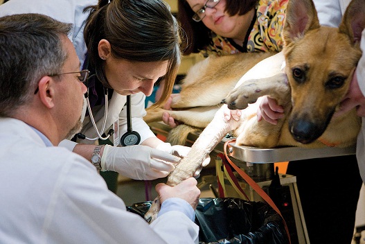 From left, Dr. Mark Rochat, chief of small animal surgery, Dr. Danielle Pawloski, second-year resident in small animal surgery, and registered veterinary technician Candace Colvard remove staples from Bella’s right front leg, which sustained multiple fractures that required seven trips to surgery to repair.