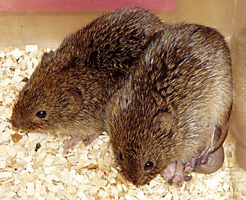 Prarie Voles