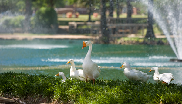 Group of ducks and geese at OSU's Theta Pond